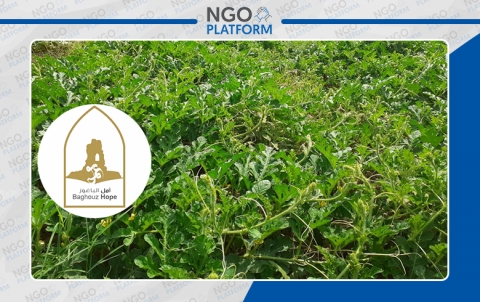 مشروع دعم الخضار 