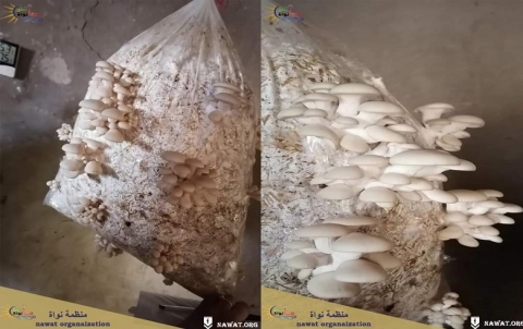 ''Growing Oyster Mushroom'' Project