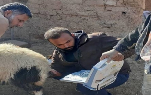 فحص الحمل بتقنية الأيكو