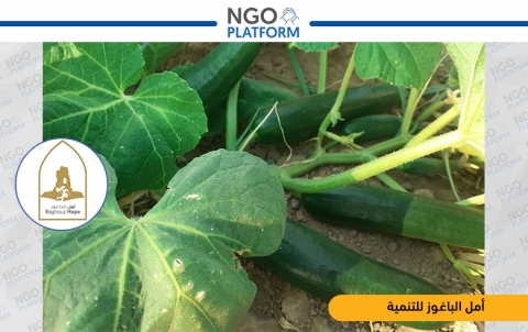 مشروع دعم الخضار 