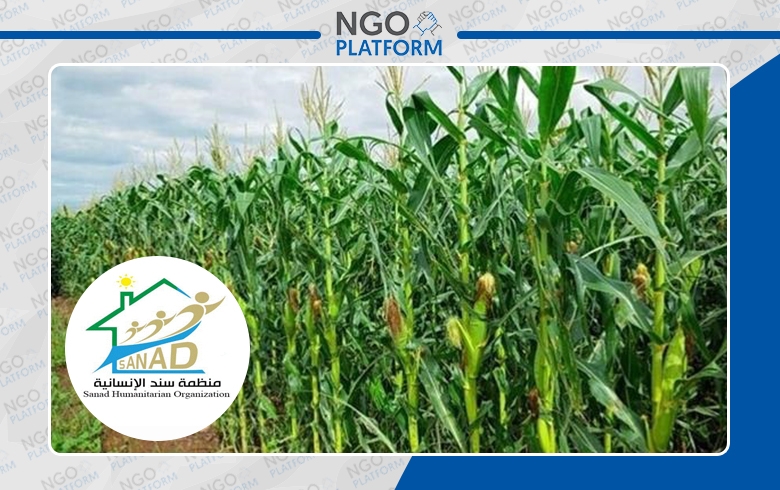 مشروع دعم الذرة الصفراء في ريف دير الزور الغربي